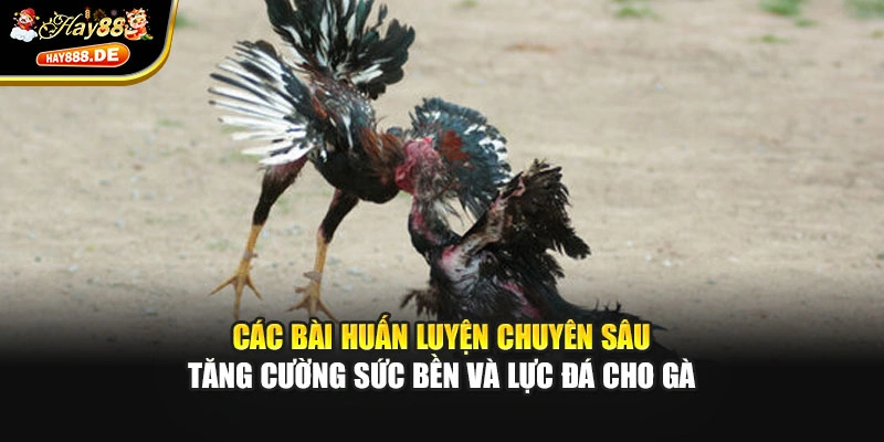 Các bài huấn luyện chuyên sâu tăng cường sức bền và lực đá cho gà
