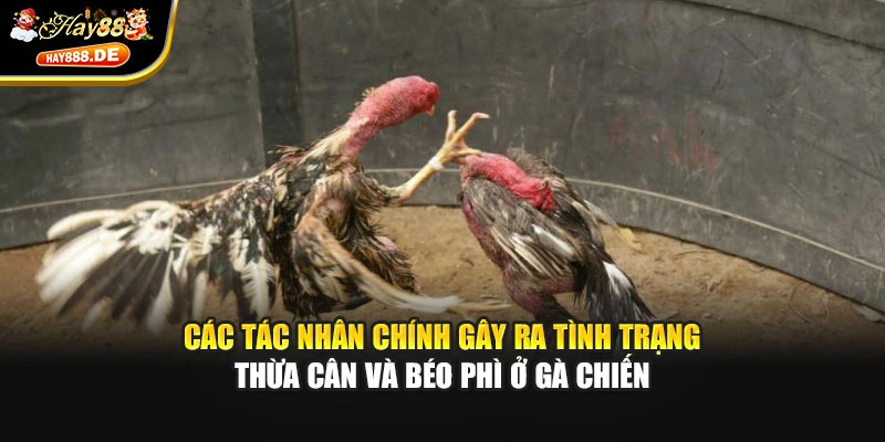 Các tác nhân chính gây ra tình trạng thừa cân và béo phì ở gà chiến