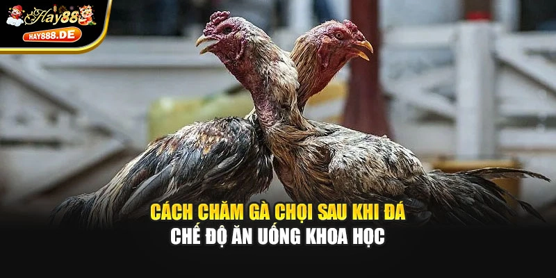 Cách chăm gà chọi sau khi đá - Chế độ ăn uống khoa học