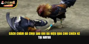 Cách Chăm Gà Chọi Sau Khi Đá Hiệu Quả Cho Chiến Kê Tại Hay88