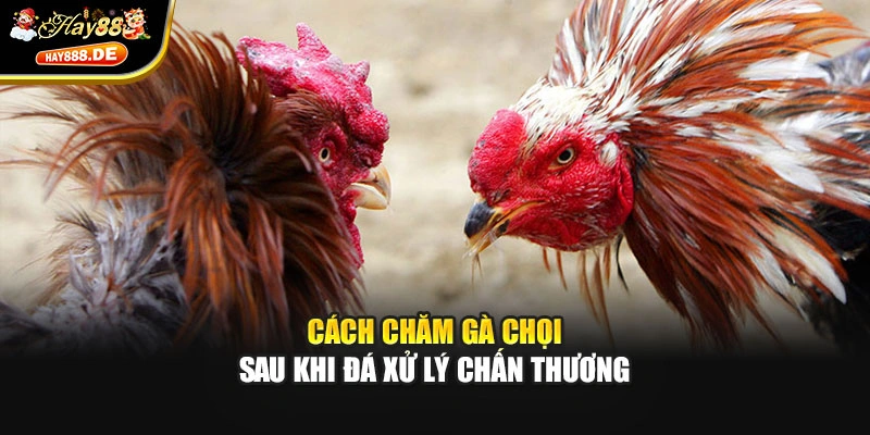 Cách chăm gà chọi sau khi đá xử lý chấn thương