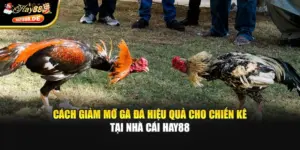 Cách Giảm Mỡ Gà Đá Hiệu Quả Cho Chiến Kê Tại Nhà Cái Hay88
