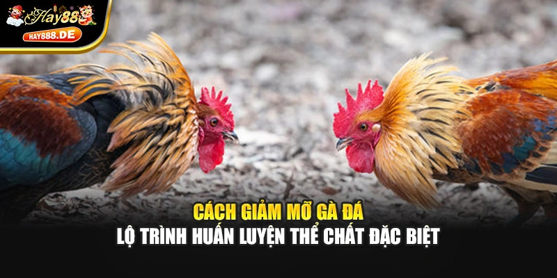 Cách giảm mỡ gà đá - Lộ trình huấn luyện thể chất đặc biệt