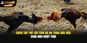 Cách Tập Thể Lực Cho Gà Đá Tăng Sức Bền, Chịu Đòn Vượt Trội
