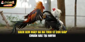 Cách Xem Ngày Gà Đá Theo 12 Con Giáp Chuẩn Xác Tại Hay88