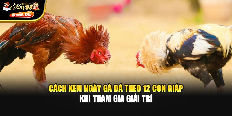 Cách xem ngày gà đá theo 12 con giáp khi tham gia giải trí
