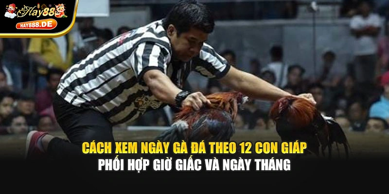 Cách xem ngày gà đá theo 12 con giáp phối hợp giờ giấc và ngày tháng