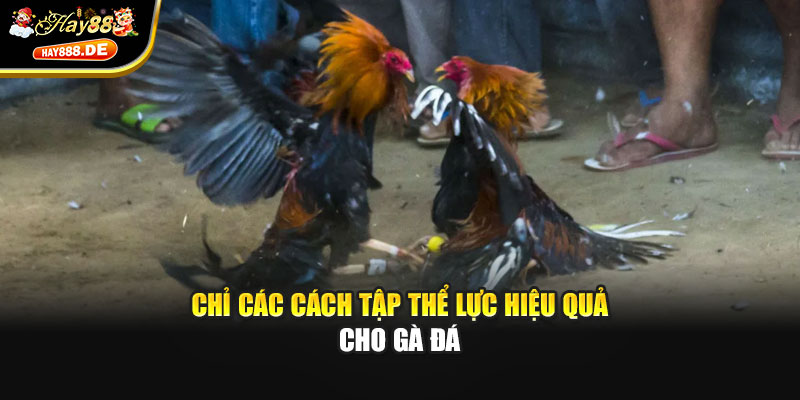 Chỉ các cách tập thể lực hiệu quả cho gà đá