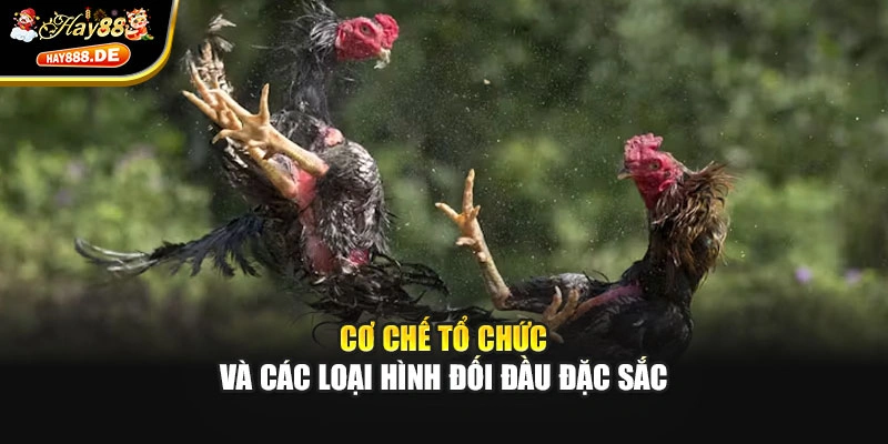 Cơ chế tổ chức và các loại hình đối đầu đặc sắc