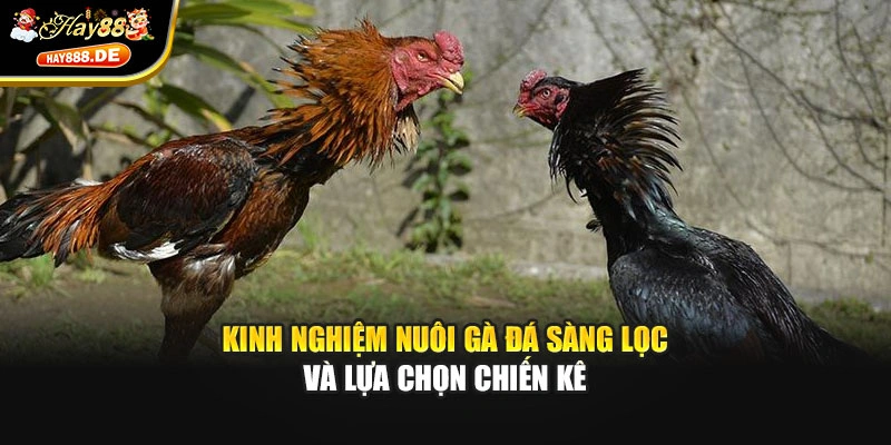 Kinh nghiệm nuôi gà đá sàng lọc và lựa chọn chiến kê