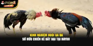 Kinh Nghiệm Nuôi Gà Đá - Sở Hữu Chiến Kê Bất Bại Tại Hay88 