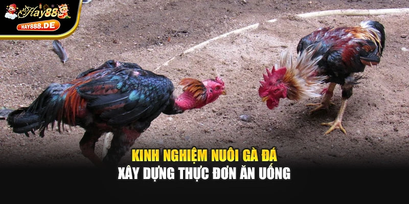 Kinh nghiệm nuôi gà đá xây dựng thực đơn ăn uống
