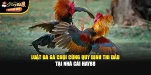 Luật Đá Gà Chọi Cùng Quy Định Thi Đấu Tại Nhà Cái Hay88