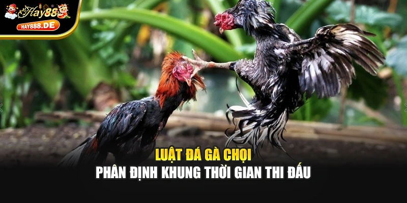Luật đá gà chọi phân định khung thời gian thi đấu