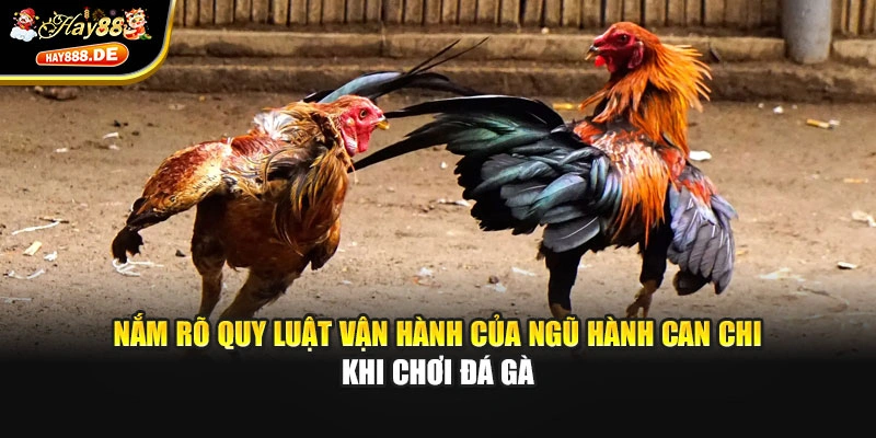 Nắm rõ quy luật vận hành của ngũ hành can chi khi chơi đá gà