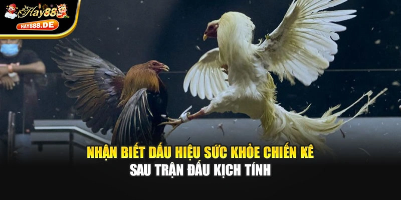 Nhận biết dấu hiệu sức khỏe chiến kê sau trận đấu kịch tính