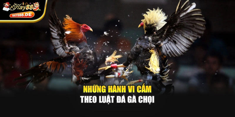 Những hành vi cấm theo luật đá gà chọi