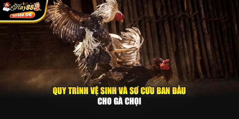 Quy trình vệ sinh và sơ cứu ban đầu cho gà chọi