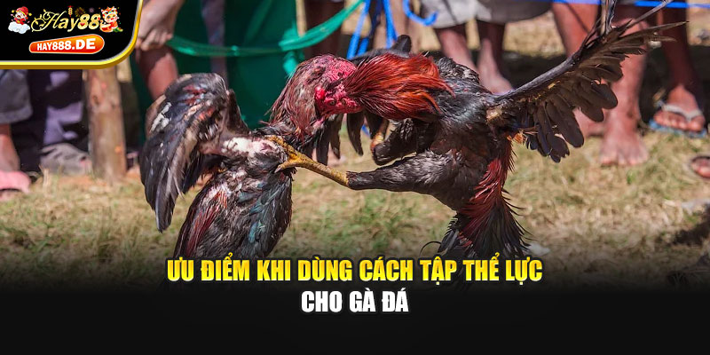 Ưu điểm khi dùng cách tập thể lực cho gà đá