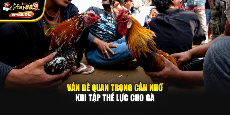 Vấn đề quan trọng cần nhớ khi tập thể lực cho gà